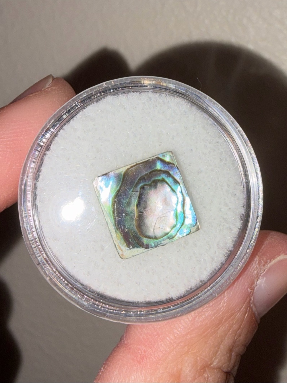ABALONE SHELL CAB